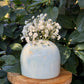 Flower Frog Bud Vase | No. 5